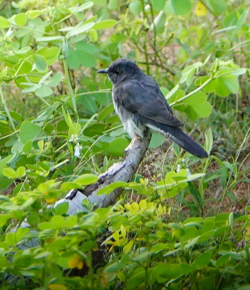 Воробьиная кукушка - ML647555683