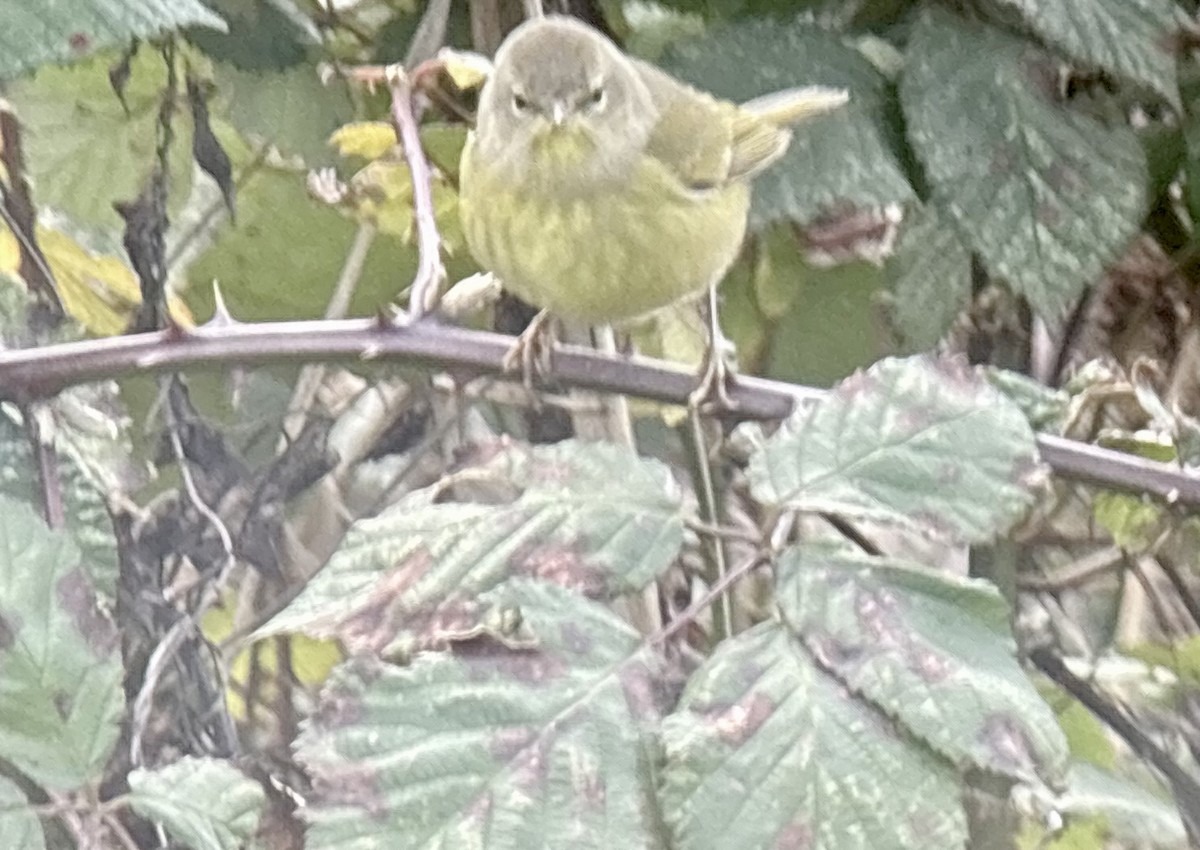 サメズアカアメリカムシクイ - ML647555684