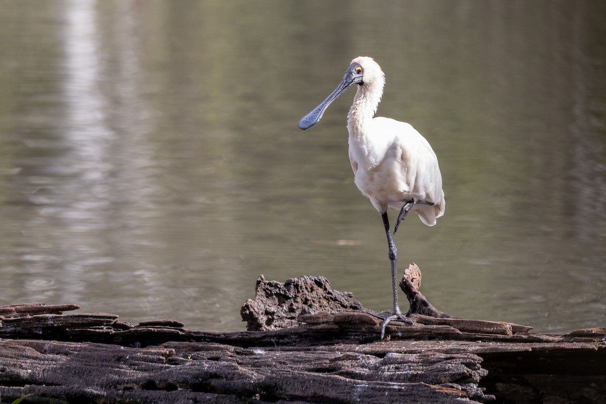 オーストラリアヘラサギ - ML647555687