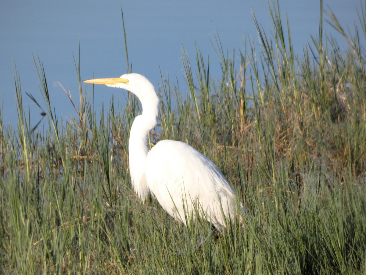 ダイサギ - ML647555688