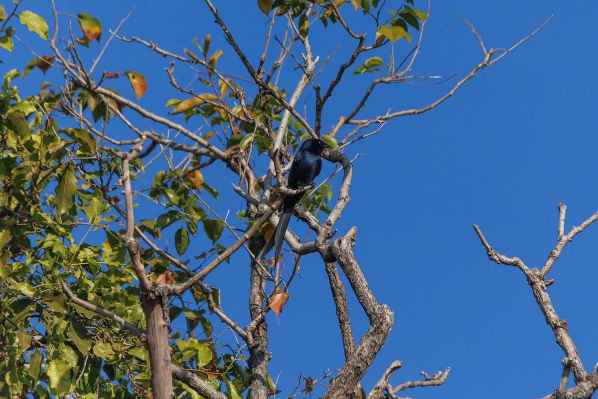 オウチュウ - ML647555689