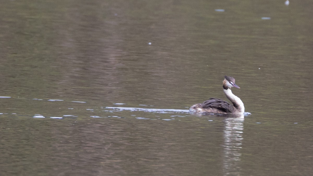 カンムリカイツブリ - ML647555691