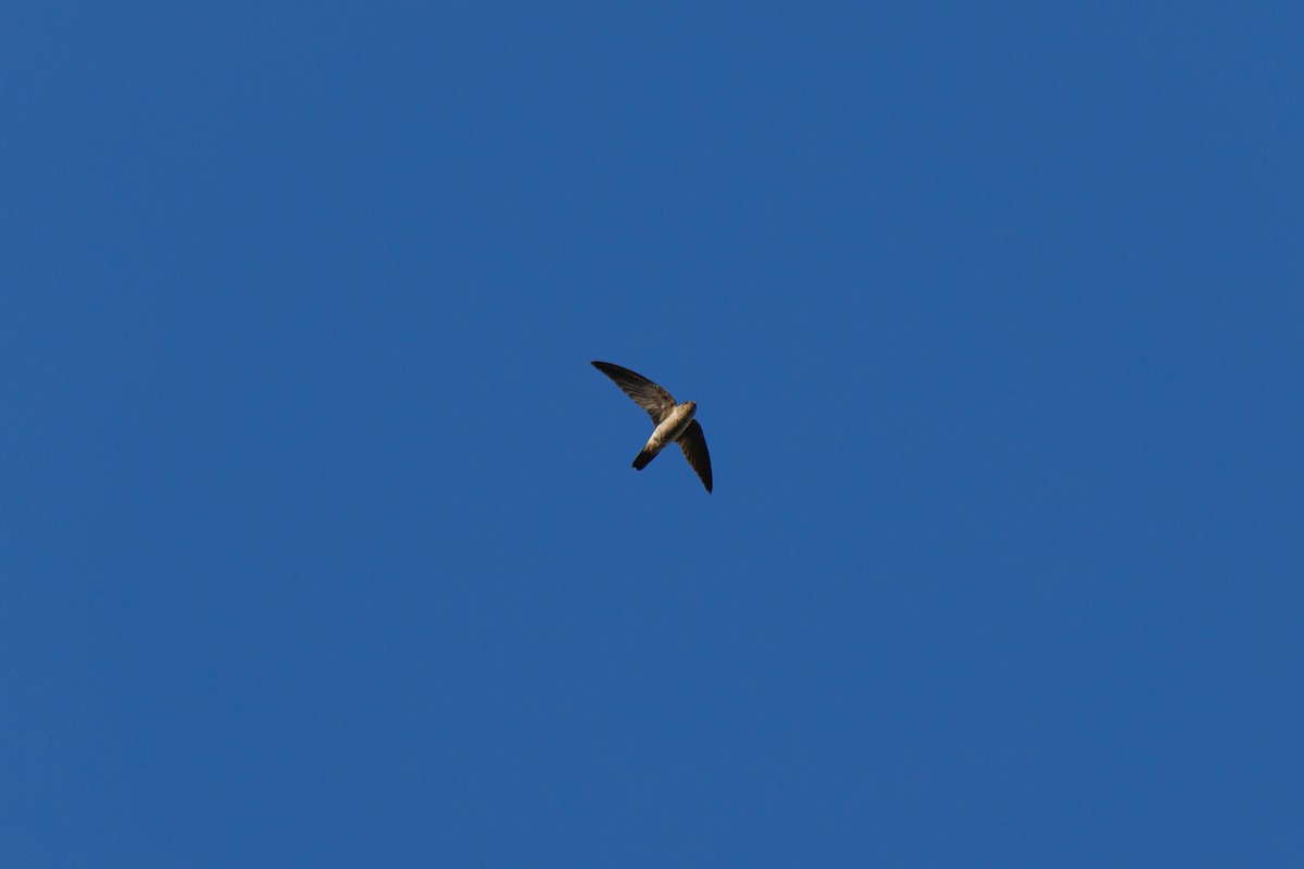 マレーアナツバメ - ML647555693