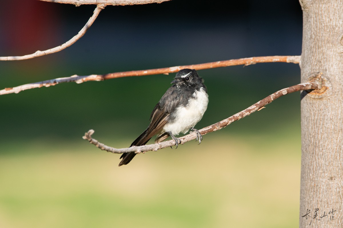 ヨコフリオウギビタキ - ML647555694