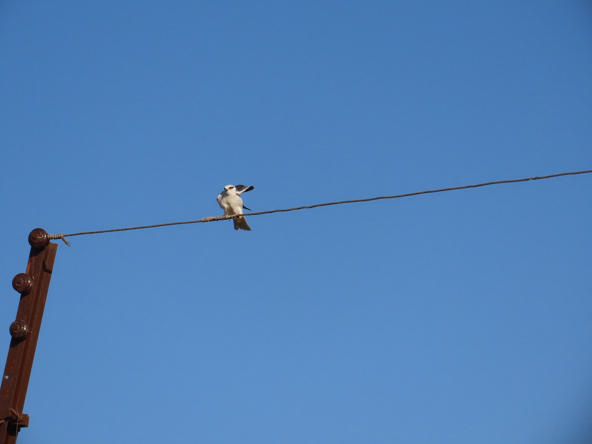 カタグロトビ - ML647555697