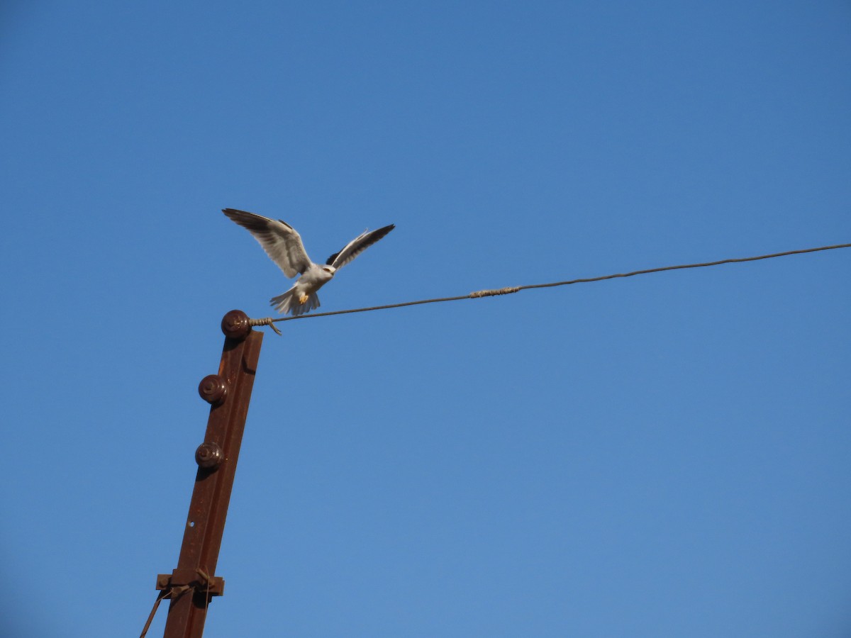 カタグロトビ - ML647555698