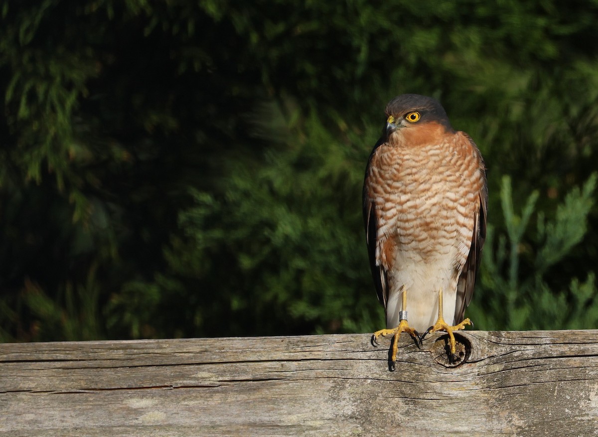 ハイタカ - ML647555700