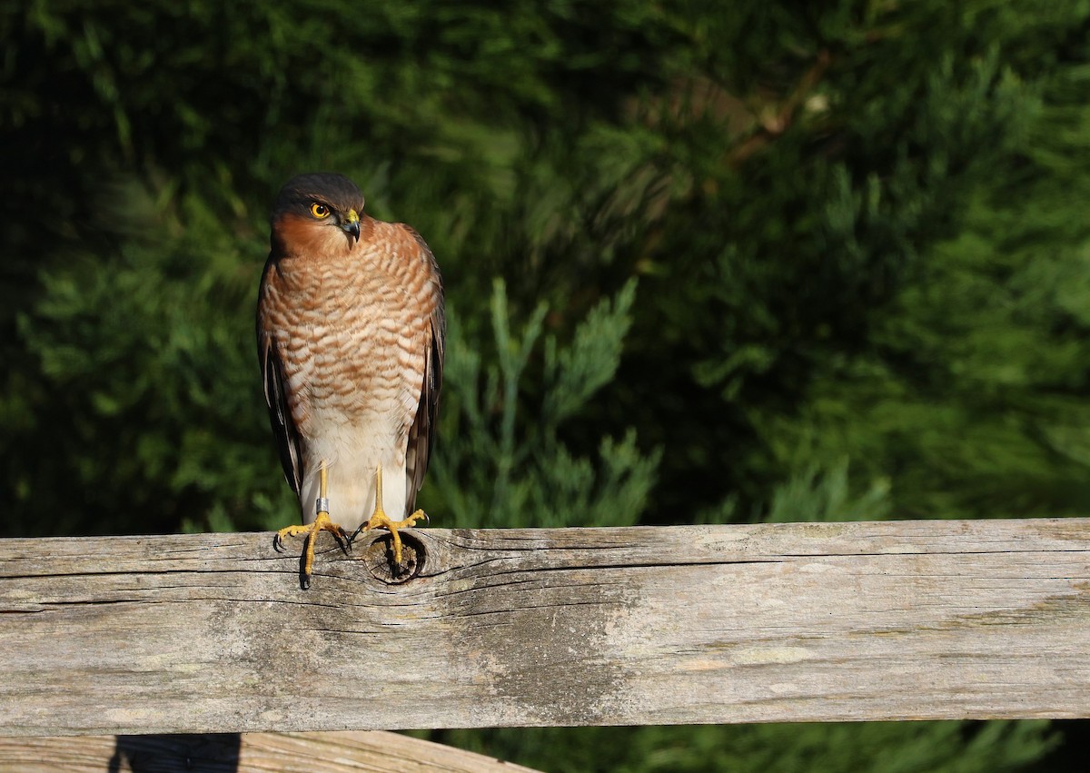 ハイタカ - ML647555701