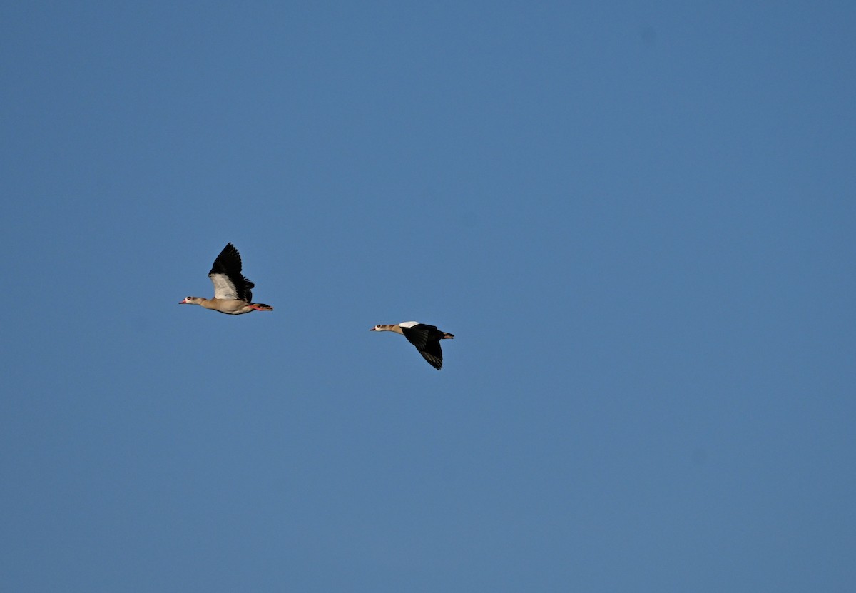 エジプトガン - ML647555702