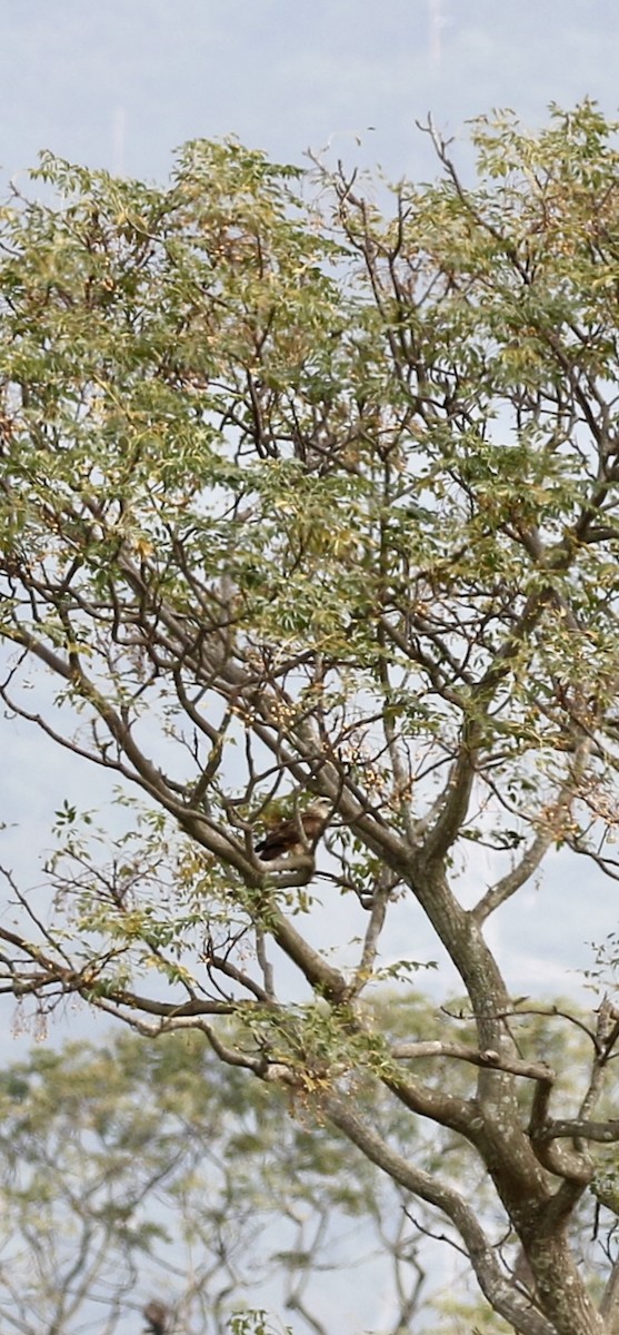 シロガシラトビ - ML647555703