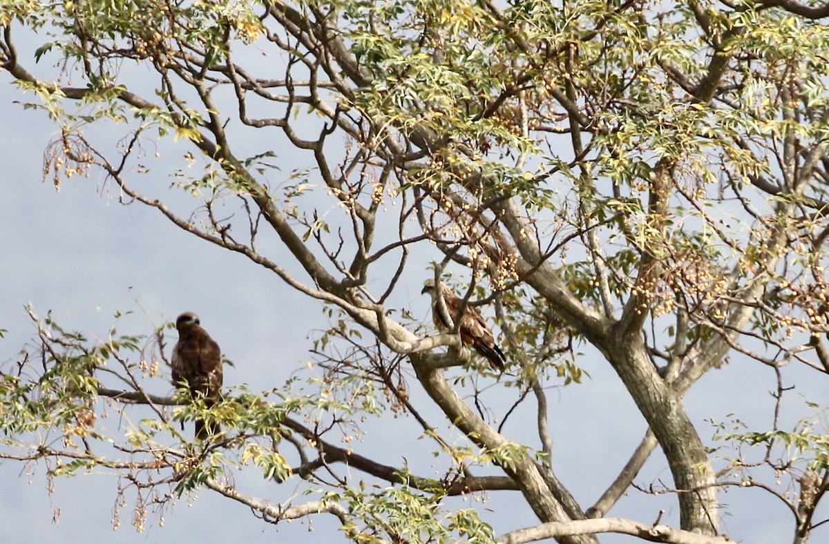 シロガシラトビ - ML647555704