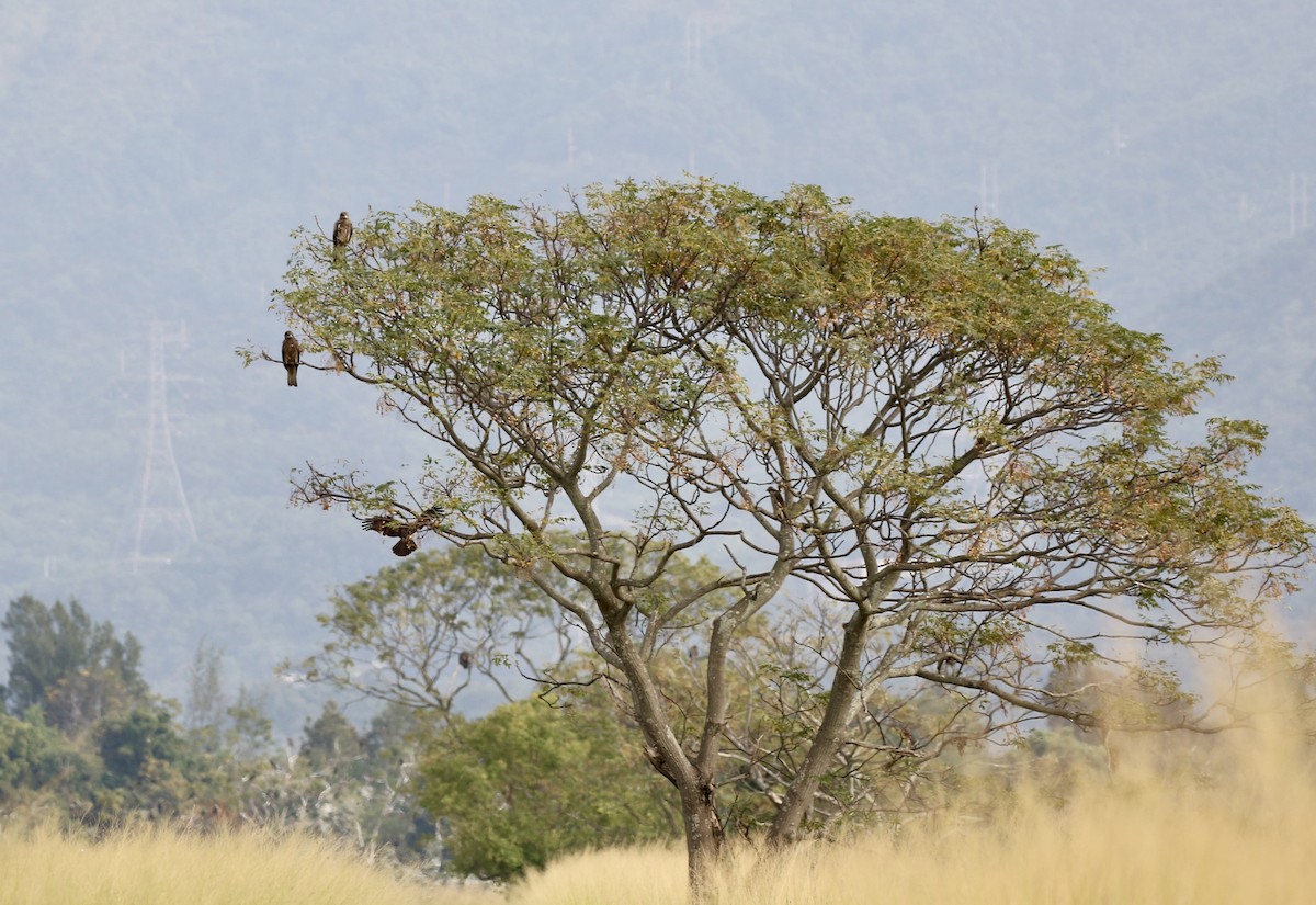 シロガシラトビ - ML647555705