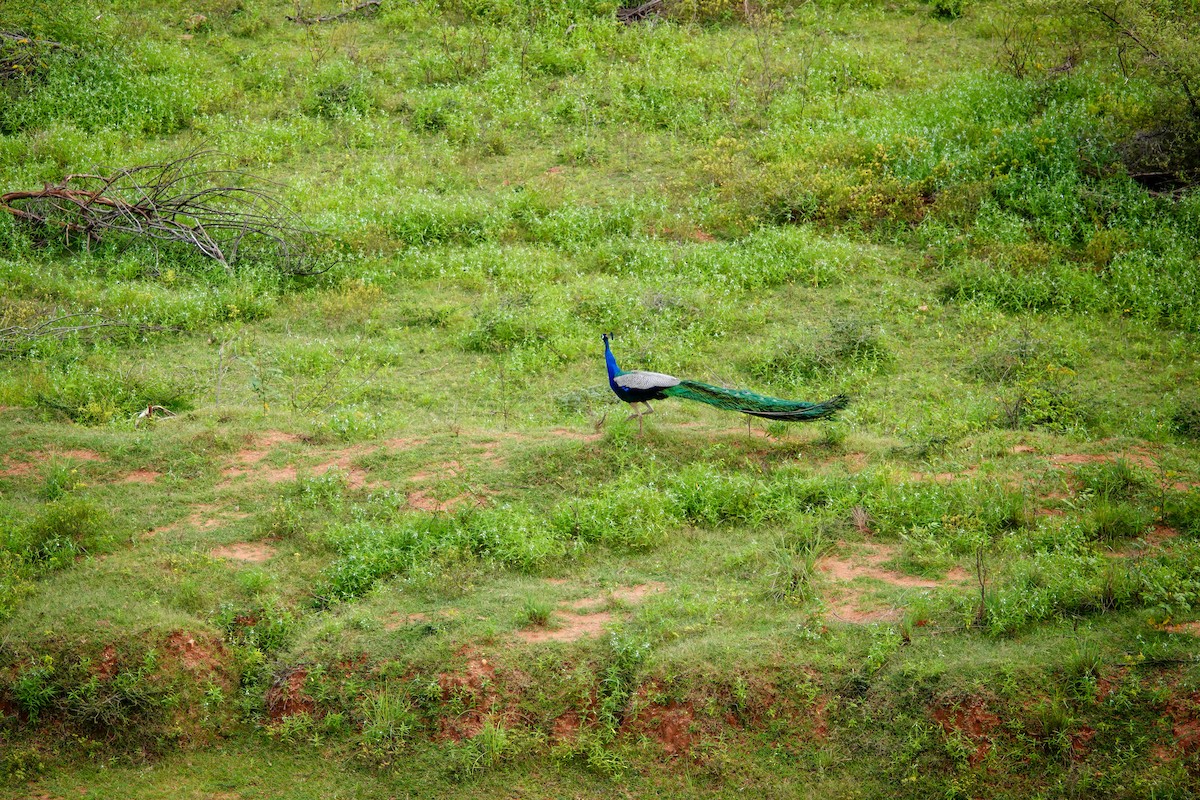Indian Peafowl - ML647555708