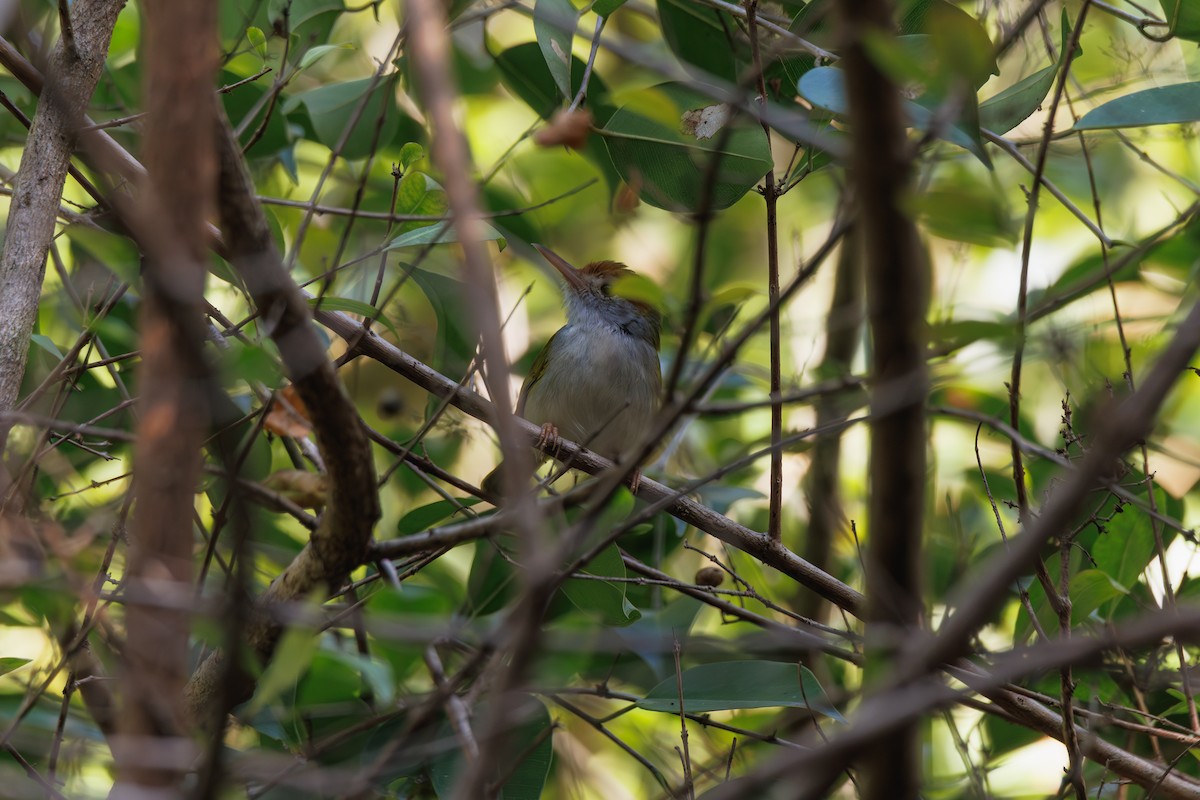 オナガサイホウチョウ - ML647555709