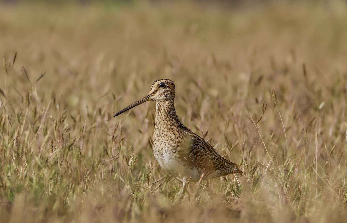 ハリオシギ - ML647555710