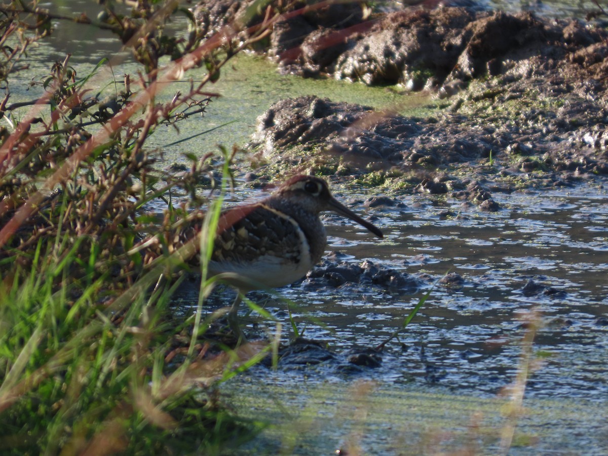 タマシギ - ML647555711