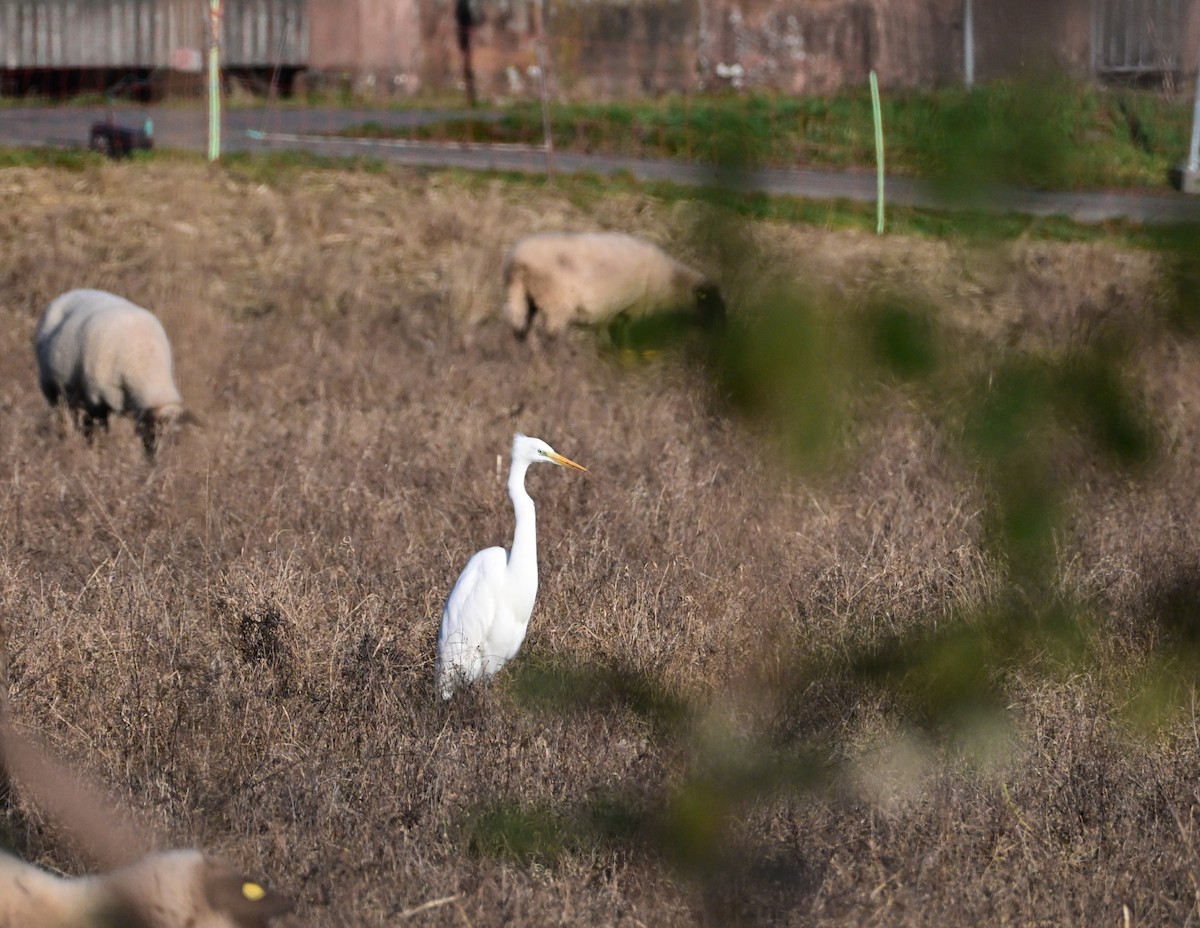 ダイサギ - ML647555712