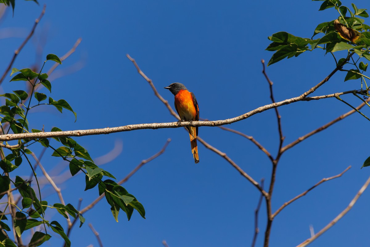 コサンショウクイ - ML647555713