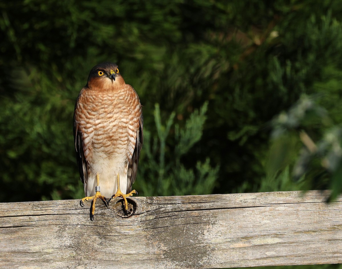 ハイタカ - ML647555714