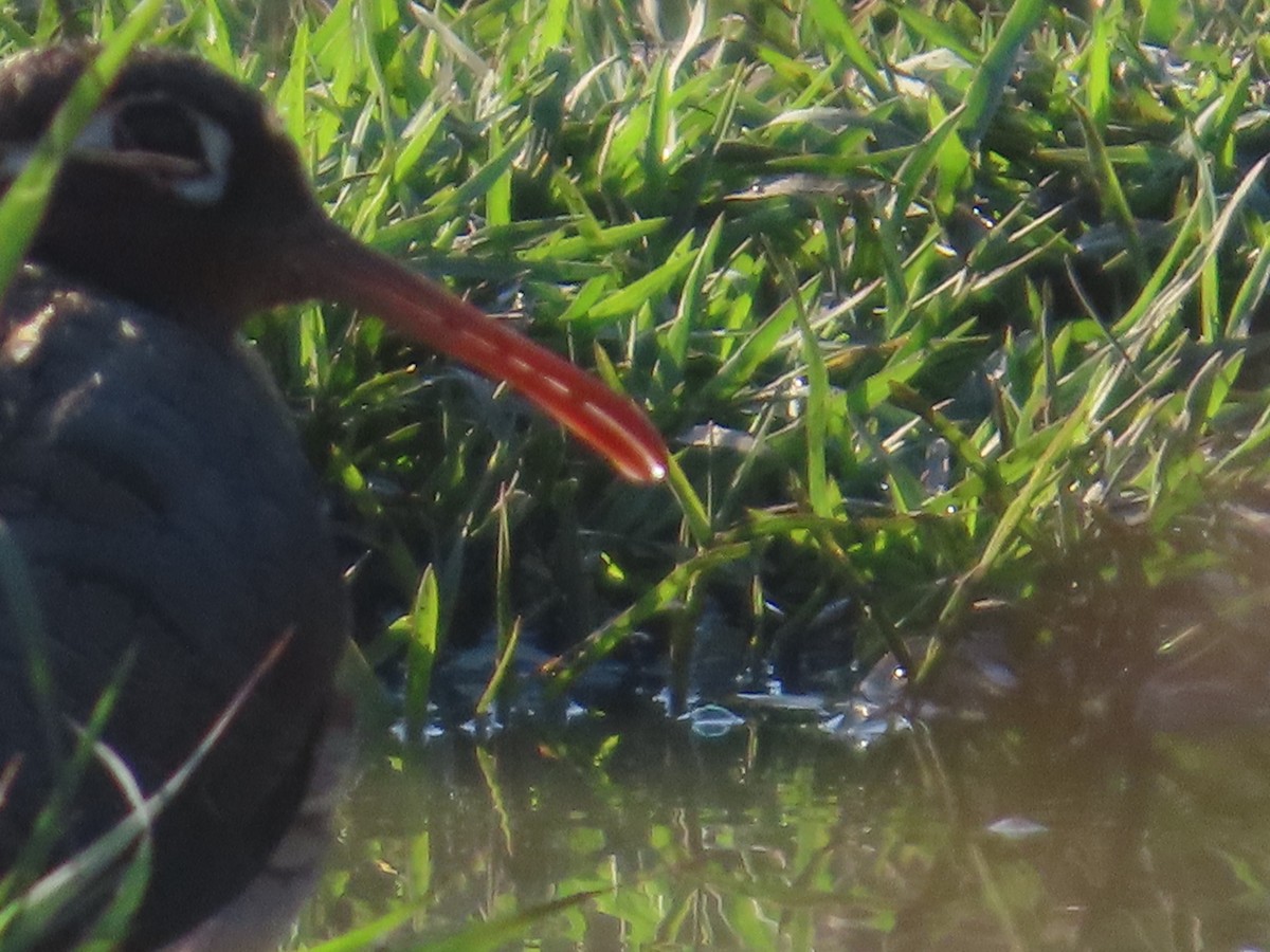 タマシギ - ML647555715