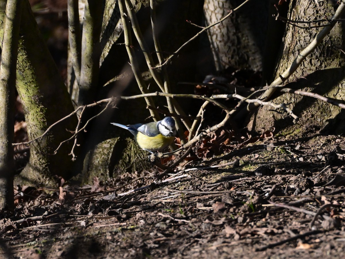 アオガラ - ML647555716