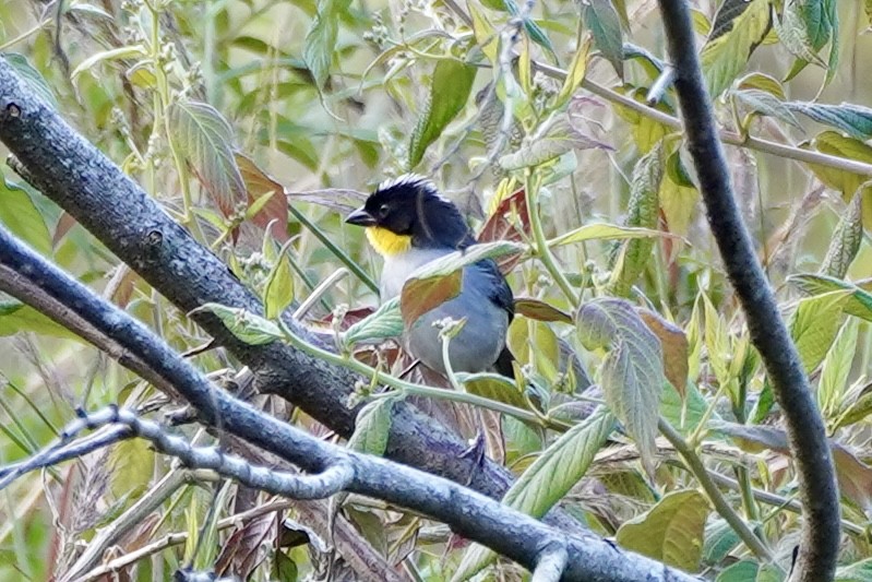 シロエリヤブシトド - ML647555717