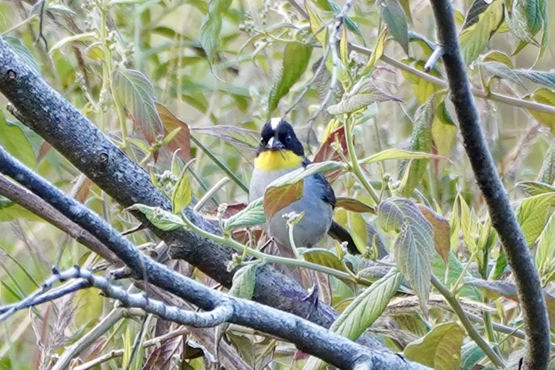 シロエリヤブシトド - ML647555718