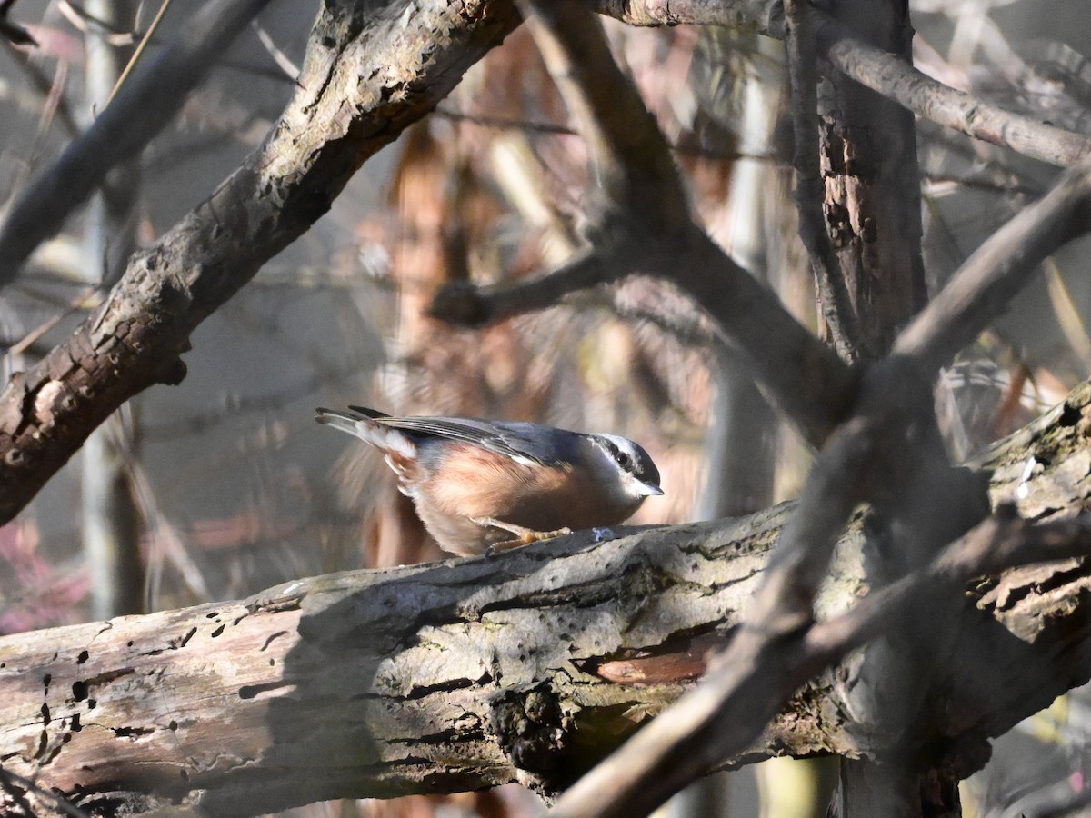 Eurasian Nuthatch - ML647555722