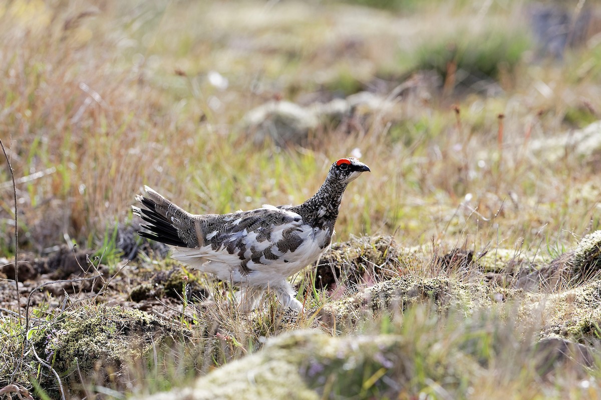 שכווי שלג - ML647555749