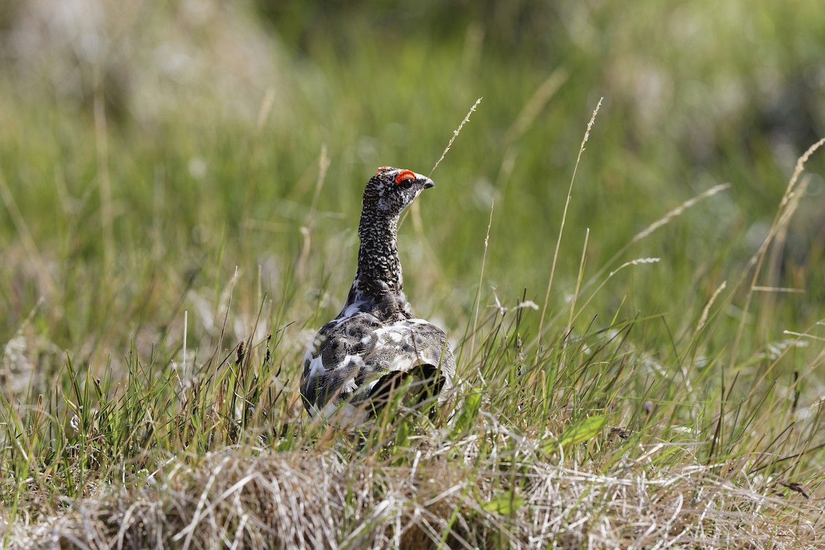 שכווי שלג - ML647555751