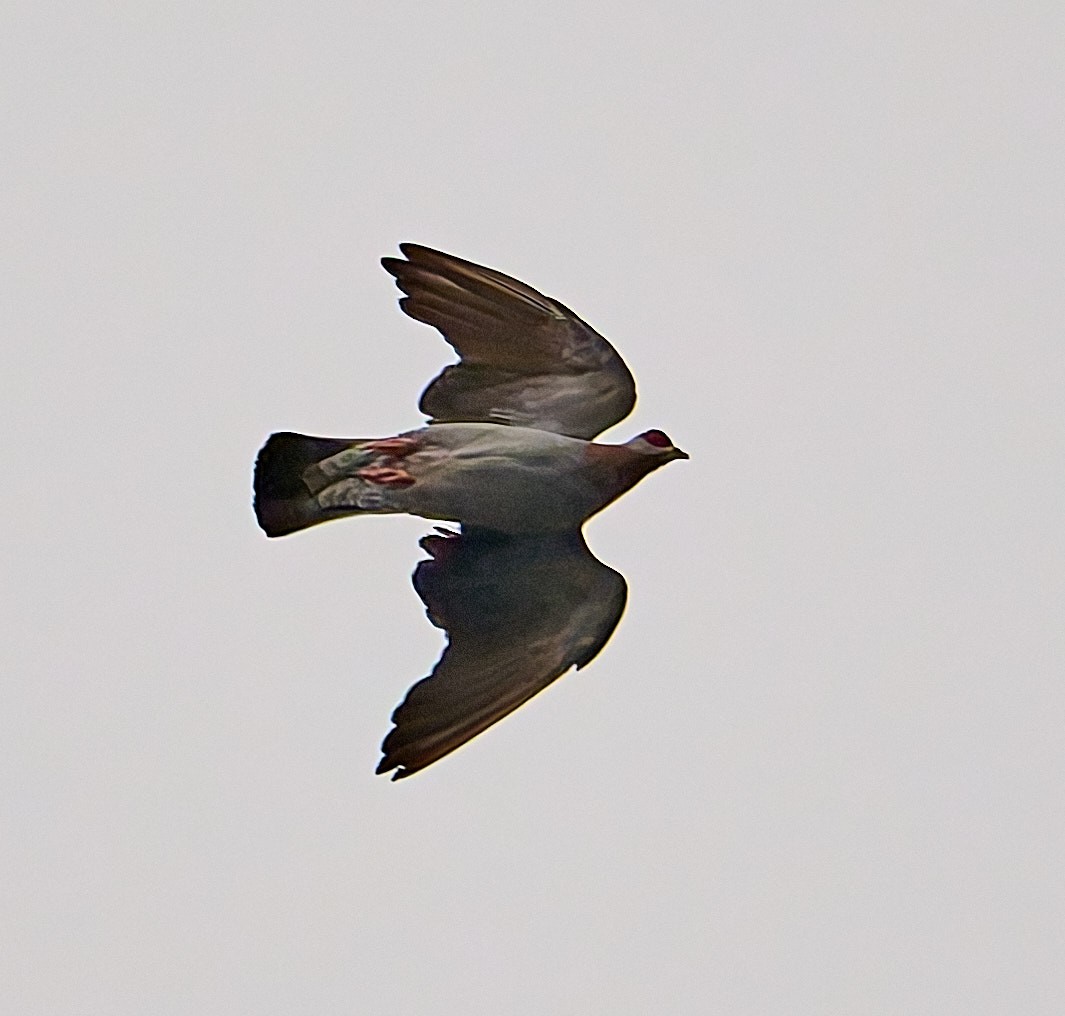 holub skvrnitý - ML647555756