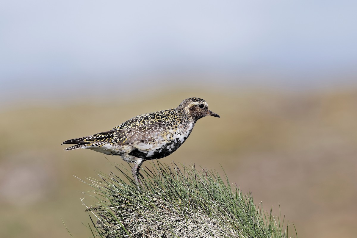 חופזי זהוב - ML647555757