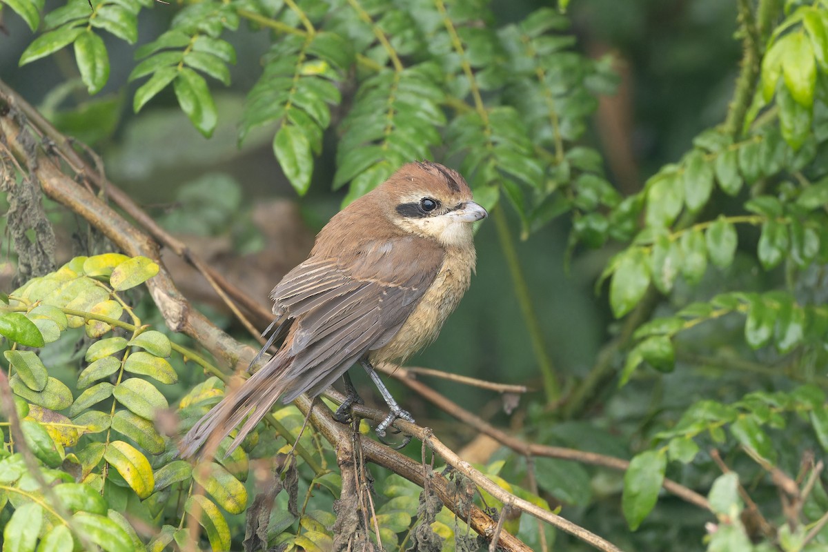 Brown Shrike - ML647555761