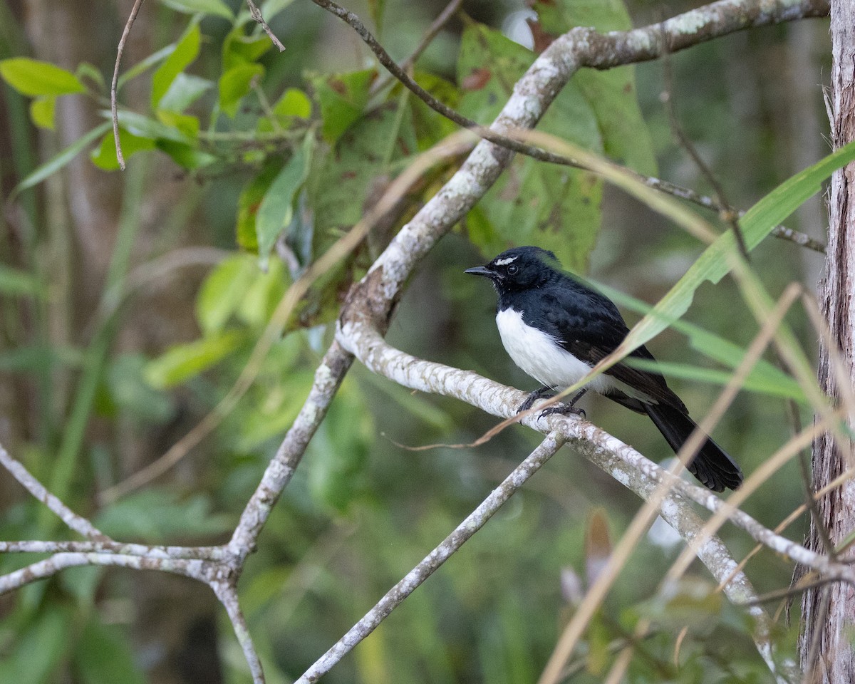 Willie-wagtail - ML647555762