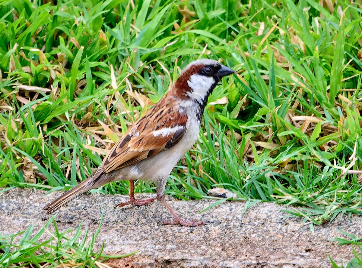 House Sparrow - ML647555763