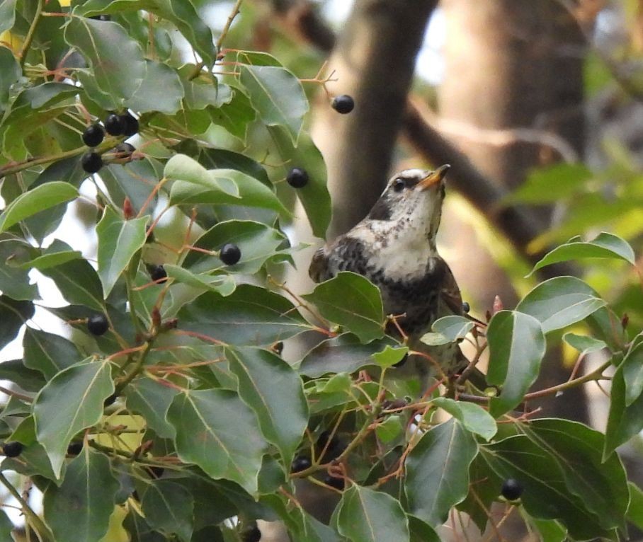 Dusky Thrush - ML647555764