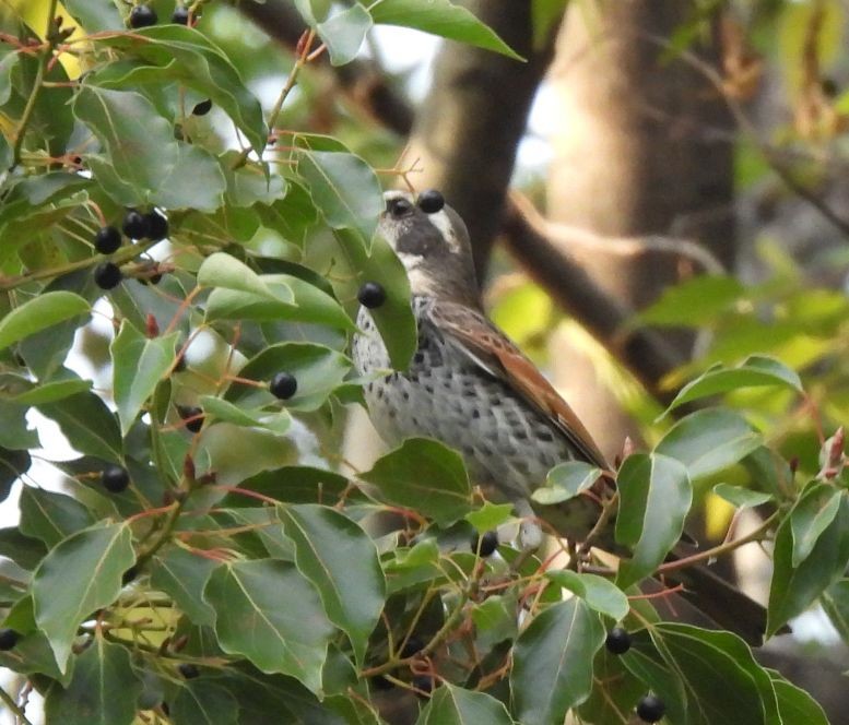 Dusky Thrush - ML647555765
