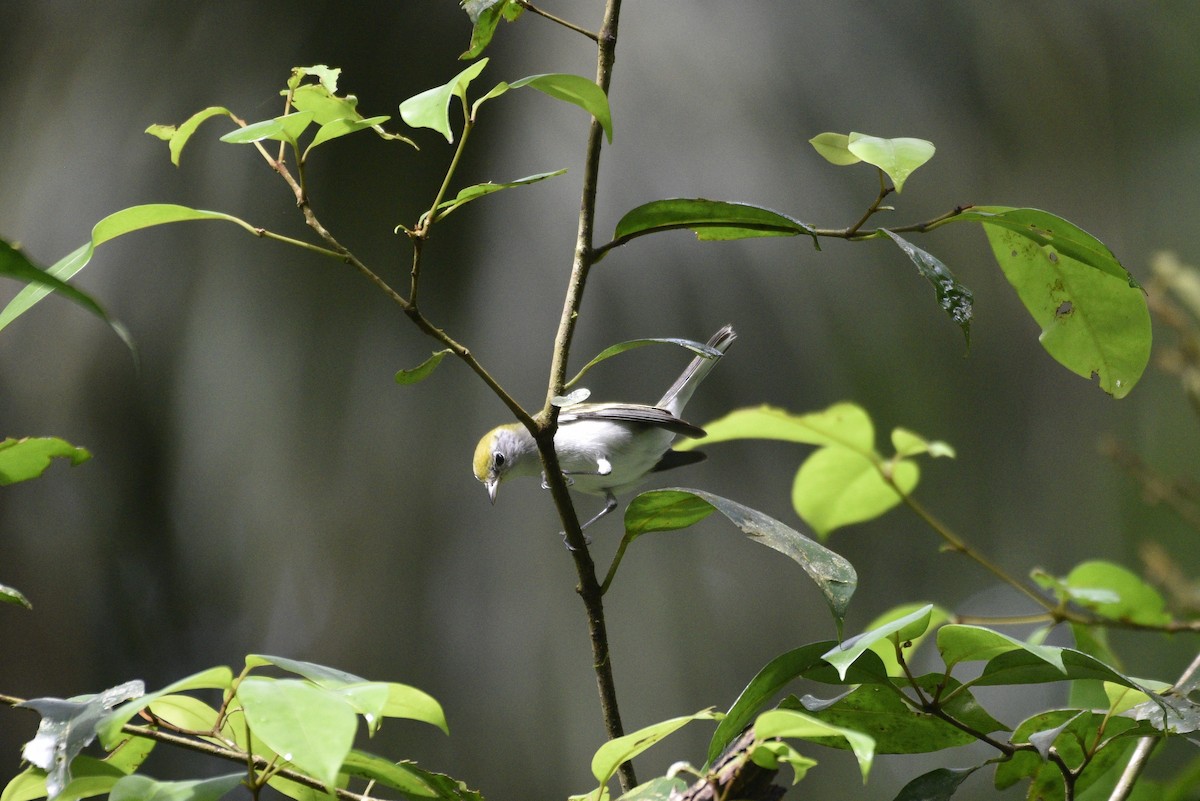 Chestnut-sided Warbler - ML647555766