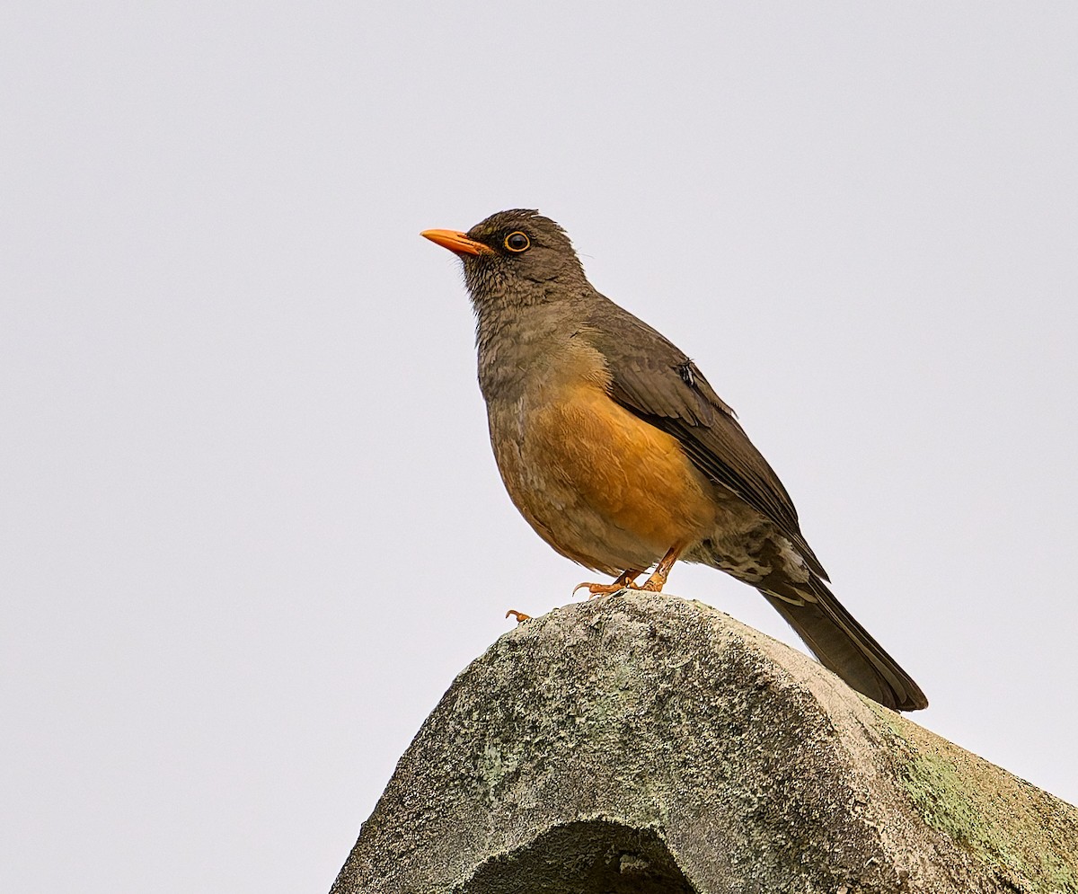 Abyssinian Thrush - ML647555767