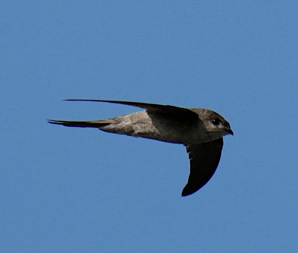 Asian Palm Swift - ML647555770