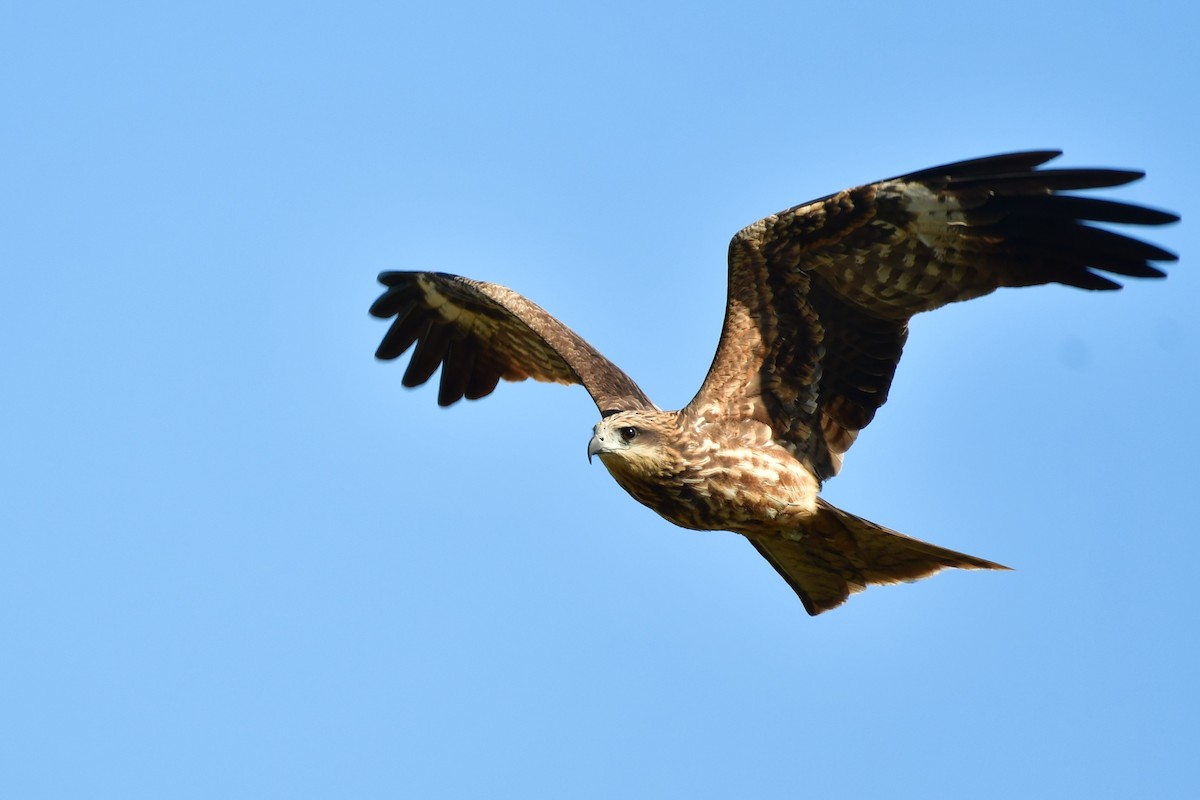 Black Kite - ML647555771