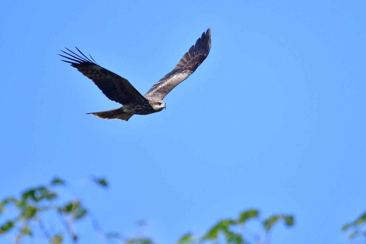 Black Kite - ML647555772