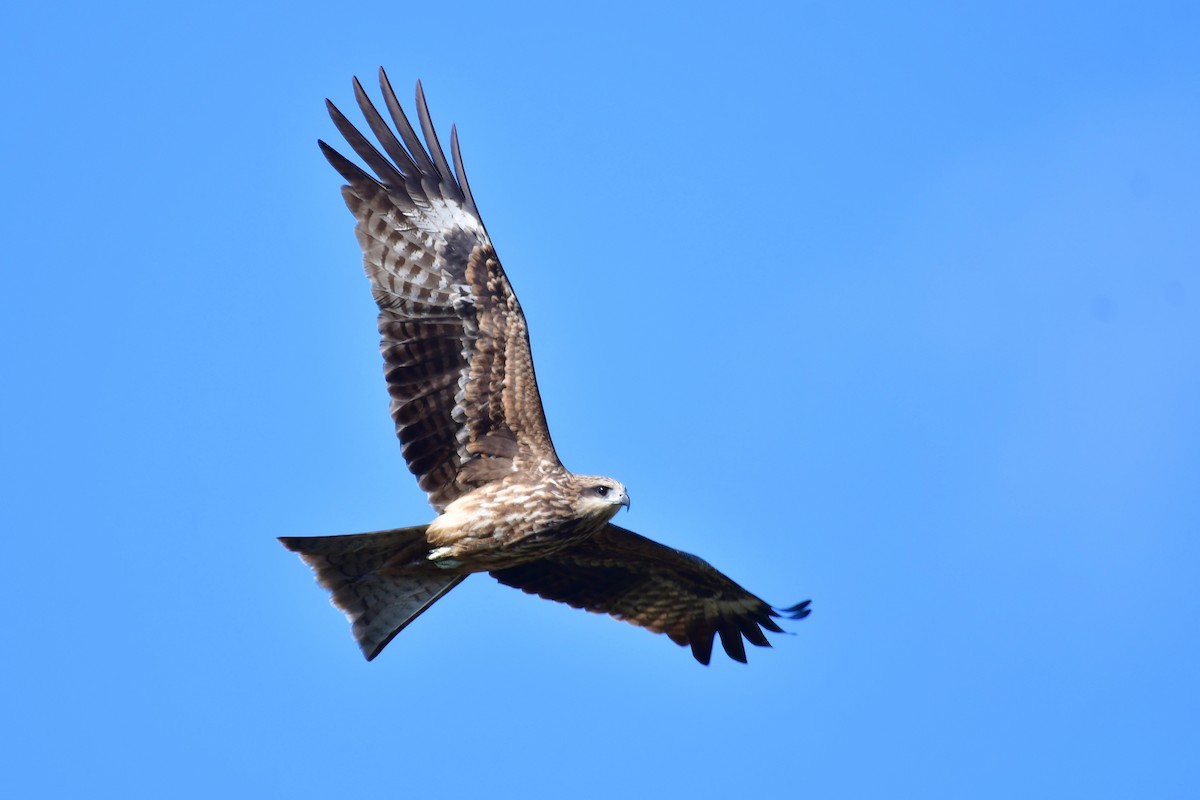 Black Kite - ML647555773