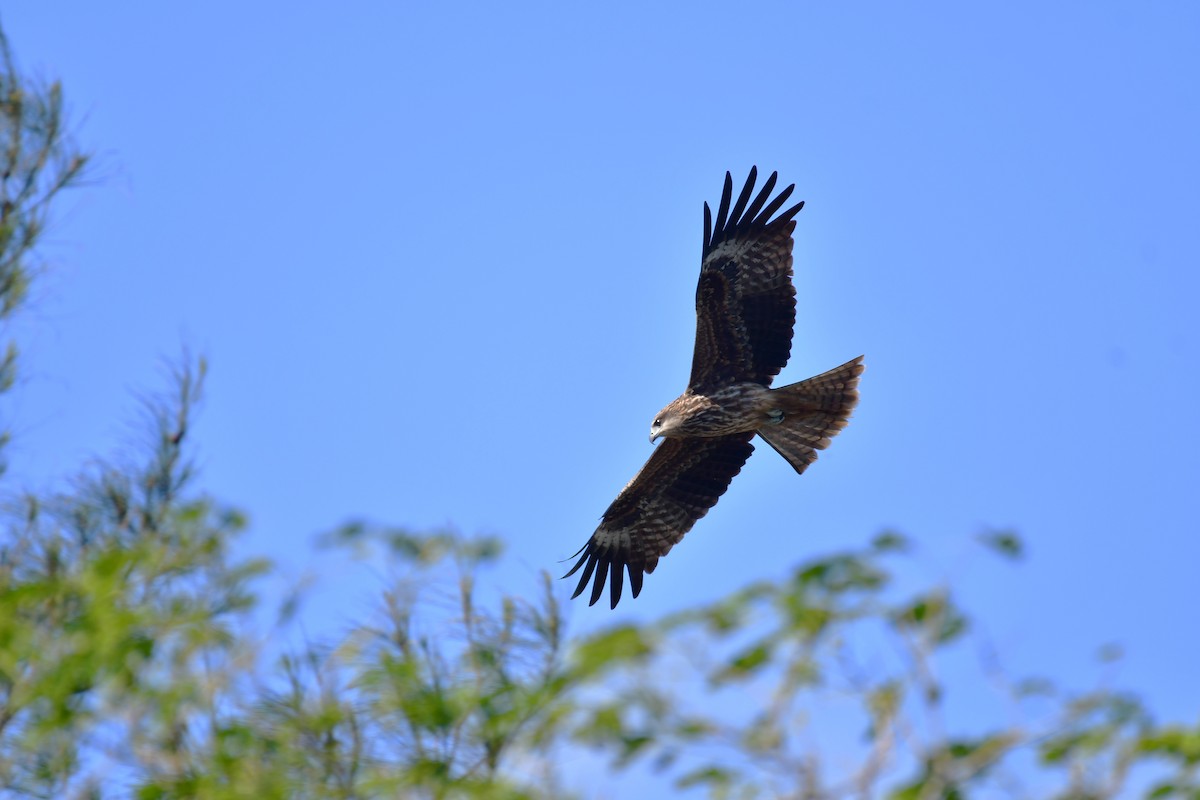 Black Kite - ML647555774