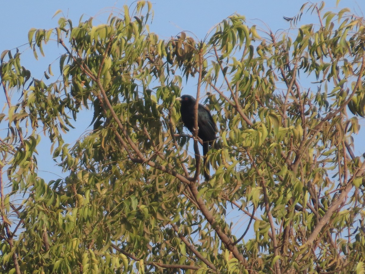 Asian Koel - ML647555775