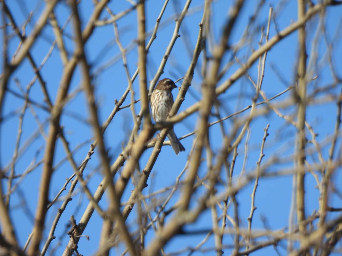 Чечевиця кармінова - ML647555776
