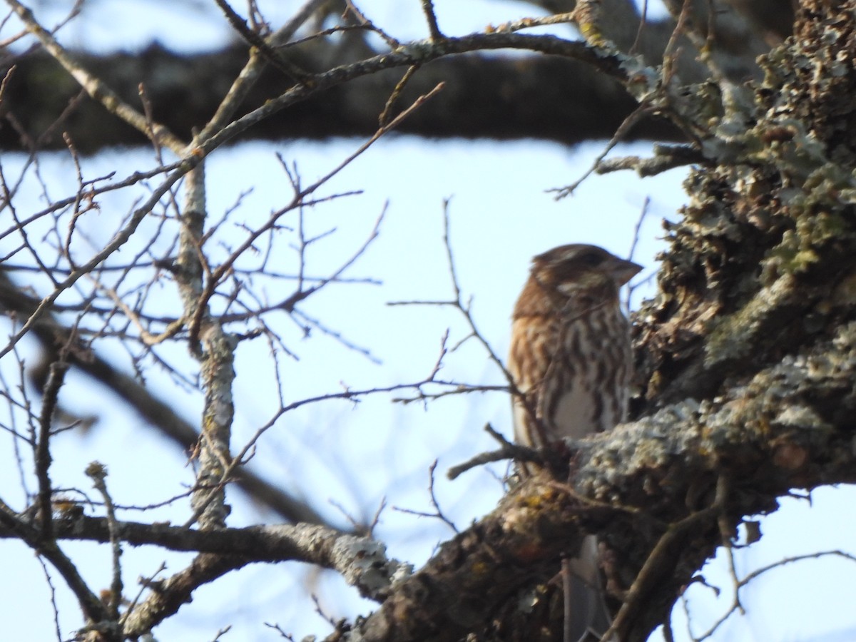 Чечевиця кармінова - ML647555777
