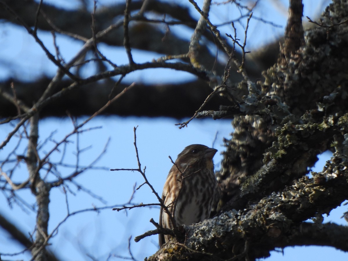 Чечевиця кармінова - ML647555778
