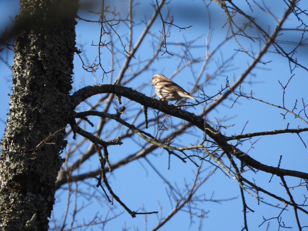 Чечевиця кармінова - ML647555779