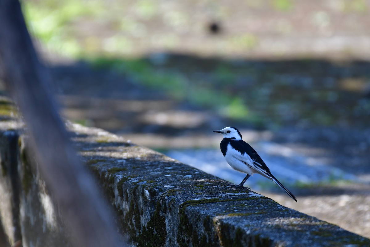 White Wagtail - ML647555780